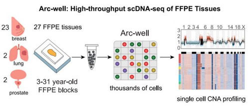 存放几十年老样本重见天日 科学家研发单细胞dna测序法,可用于研究存档的癌症样本